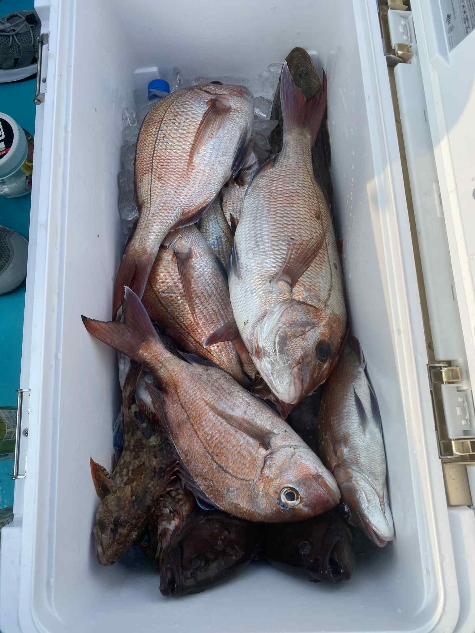 ７・９　本日、一つテンヤとマゴチ