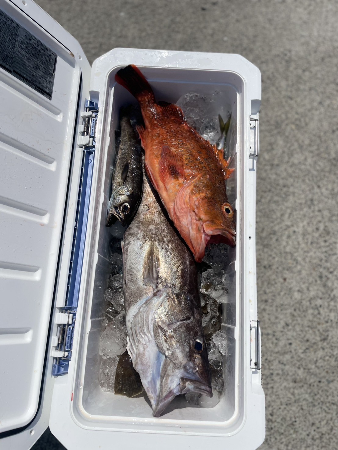 ８・１７　本日、中深海ジギング