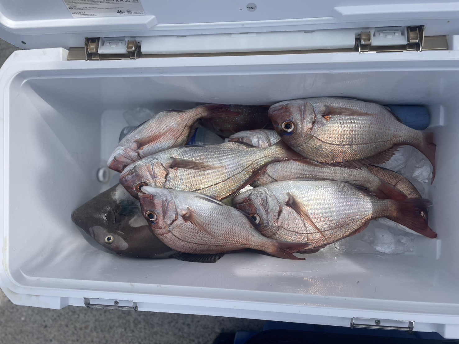 ９・１７　本日、一つテンヤ