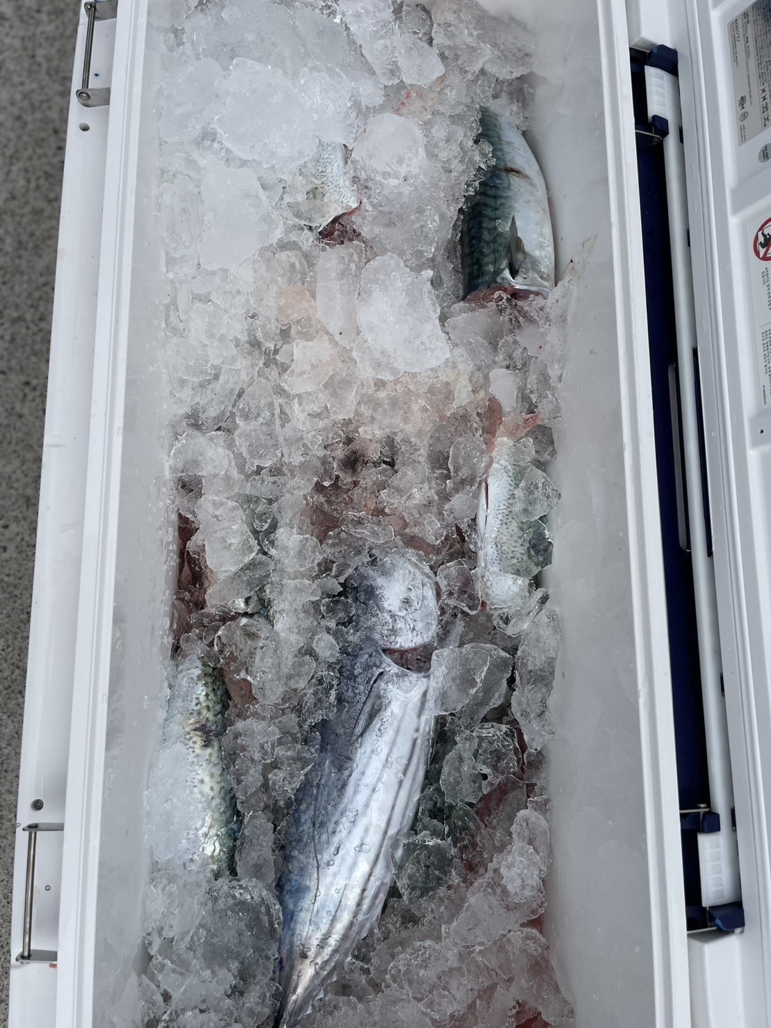 ９・２３　本日も出船