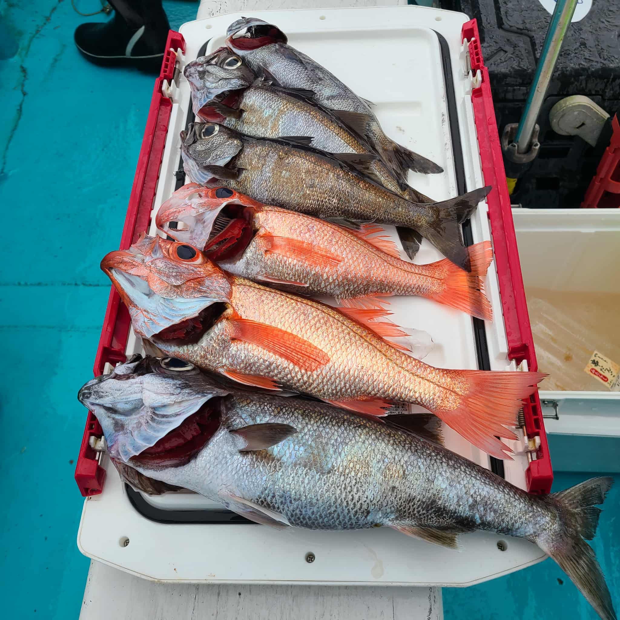 １１・２５　本日もアカムツ