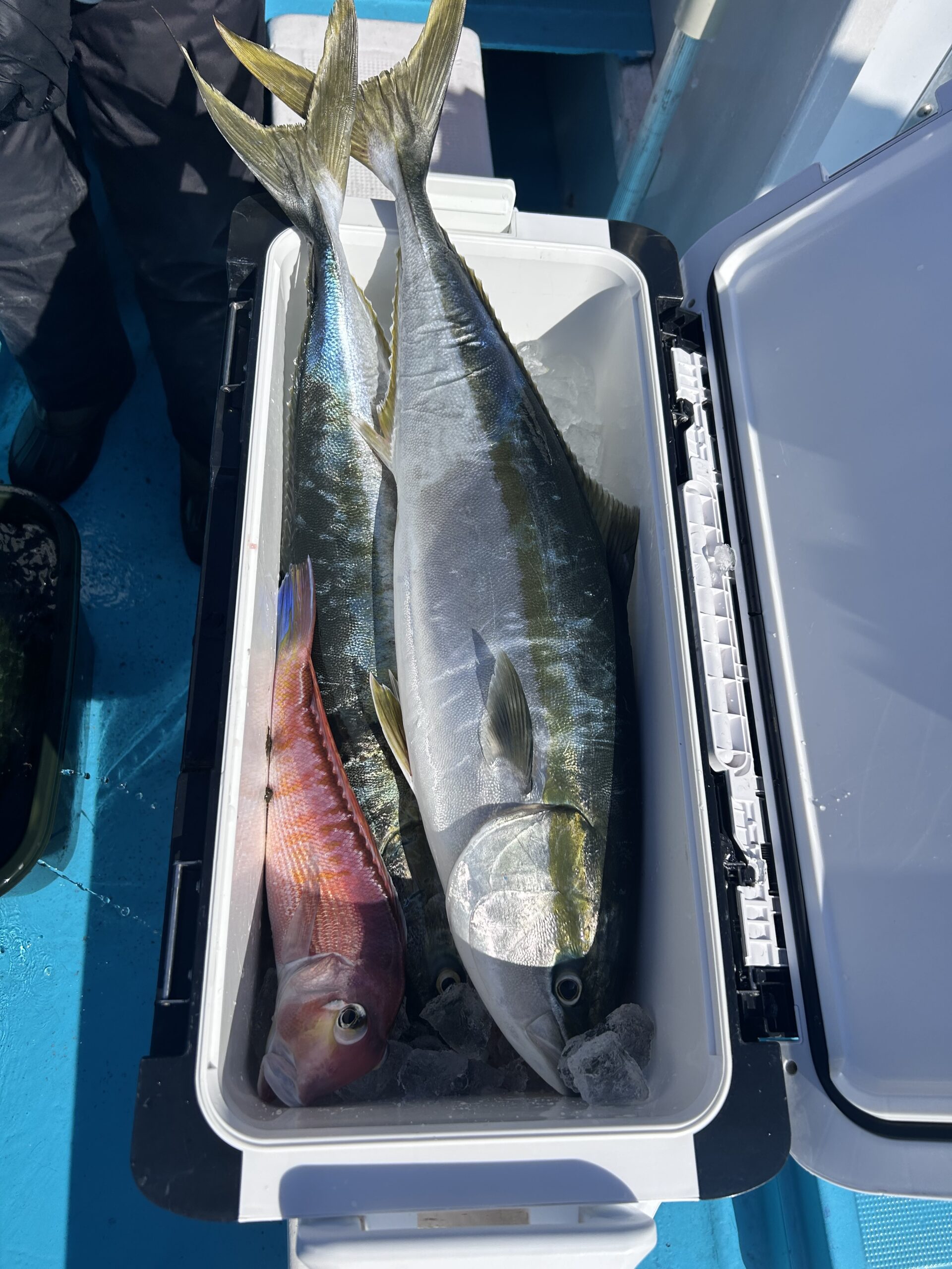 ２・１４　本日もアマダイ