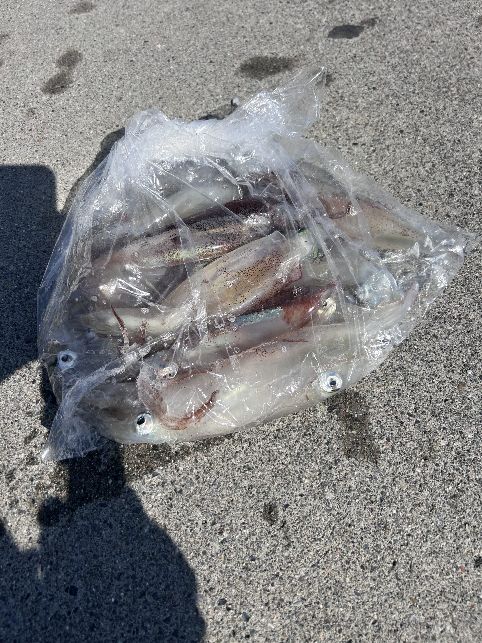 ２・１８　本日、ヤリイカ