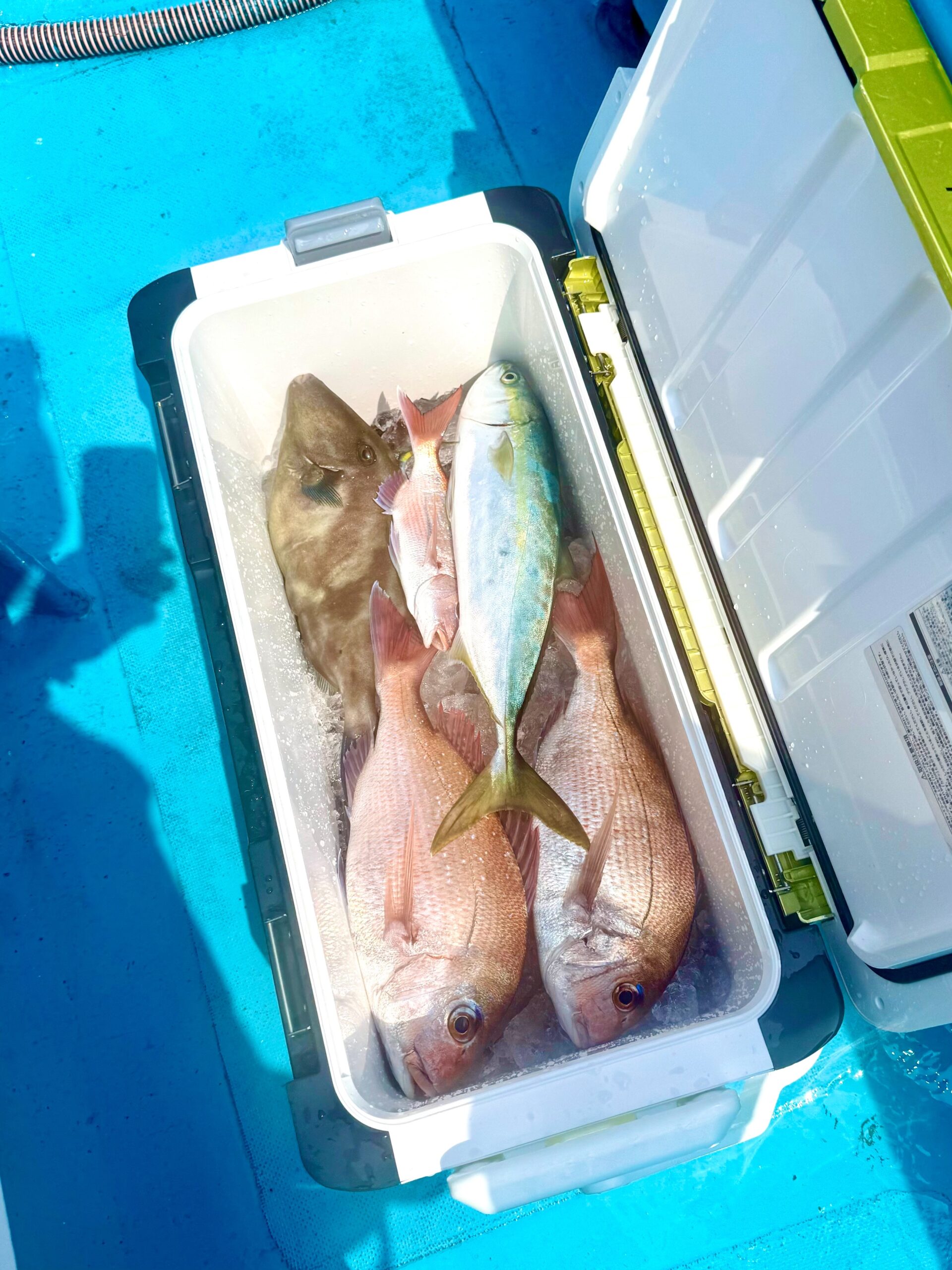 ３・２９　本日、一つテンヤ